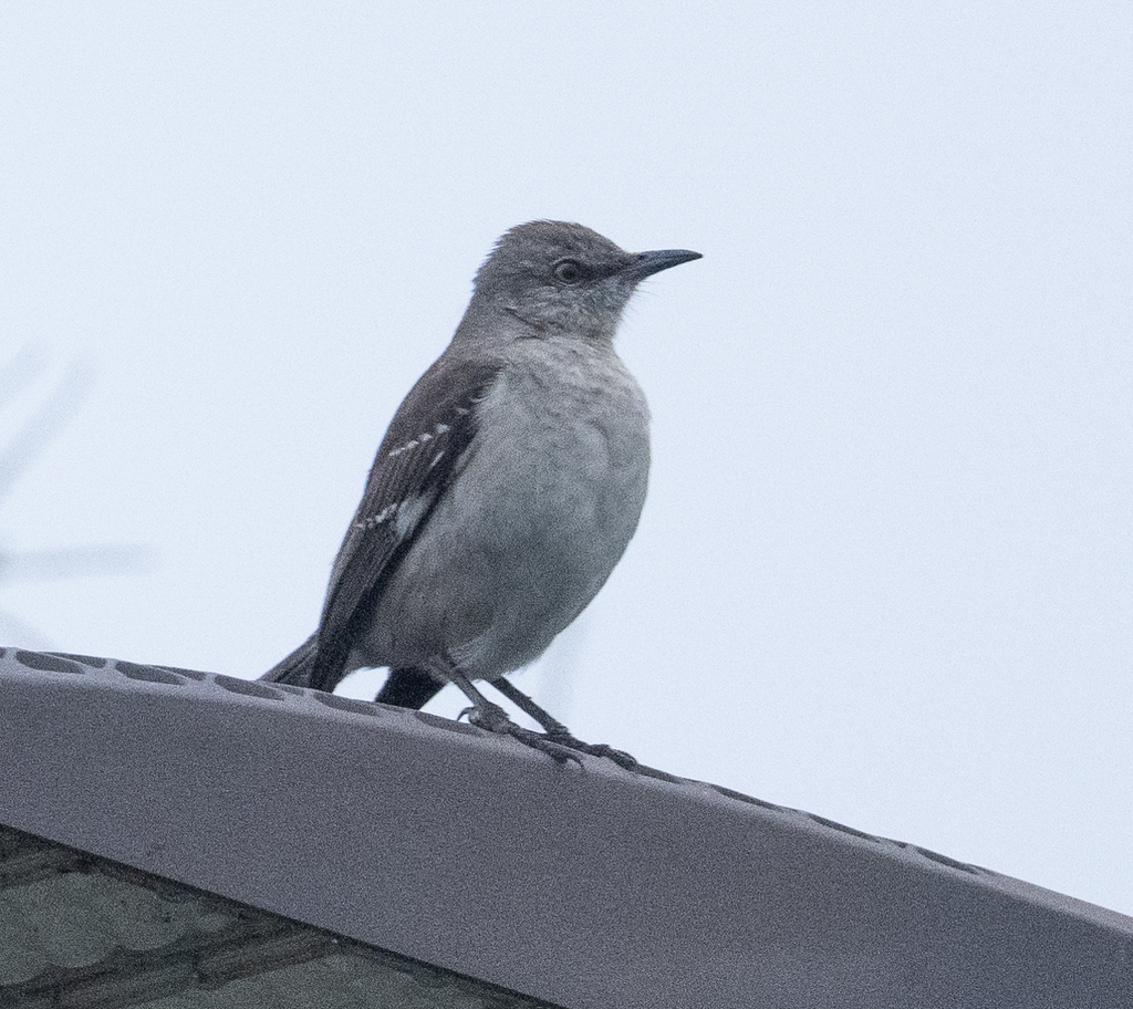 northern-mockingbird-from-east-naples-naples-fl-usa-on-february-21