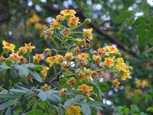 Image of Erythrostemon yucatanensis by (c) Alexis López Hernández, some rights reserved (CC BY)