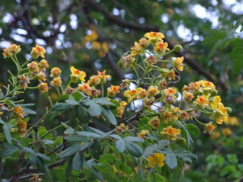 Image of Erythrostemon yucatanensis by (c) Alexis López Hernández, some rights reserved (CC BY)