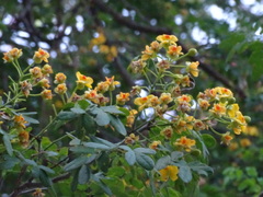 Erythrostemon yucatanensis