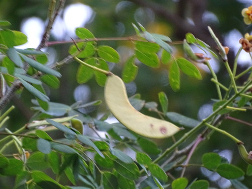Image of Erythrostemon yucatanensis by (c) Alexis López Hernández, some rights reserved (CC BY)