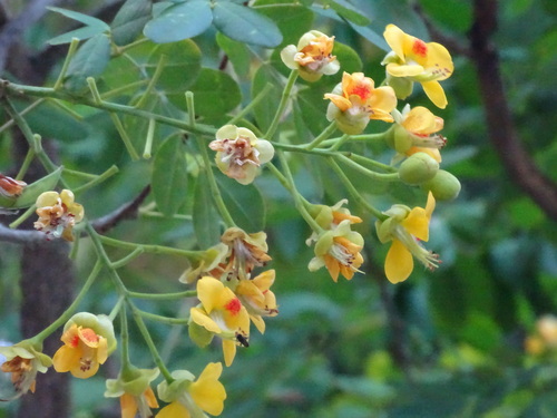 Erythrostemon yucatanensis, photograph 4