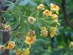 Erythrostemon yucatanensis