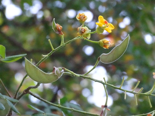 Erythrostemon yucatanensis, photograph 5