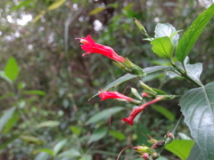 Ruellia angustiflora