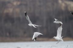 Larus canus