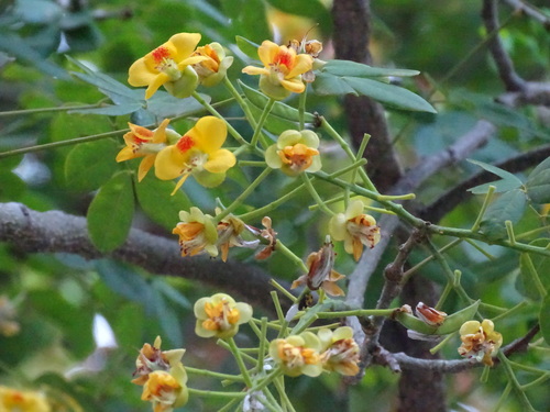 Image of Erythrostemon yucatanensis by (c) Alexis López Hernández, some rights reserved (CC BY)
