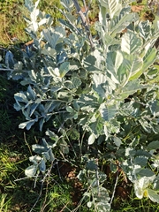 Brachylaena rotundata