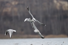 Larus canus