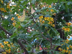 Erythrostemon yucatanensis