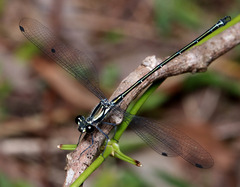 Austroargiolestes icteromelas