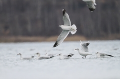 Larus canus