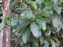 Ardisia