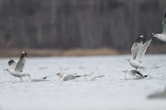 Larus canus