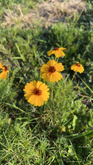 Thelesperma filifolium