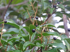 Ardisia
