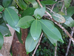 Ardisia