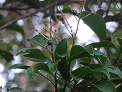 Ardisia