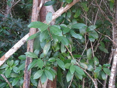 Ardisia