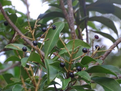 Ardisia