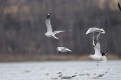 Larus canus