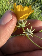Thelesperma filifolium