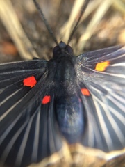 Melanis cephise