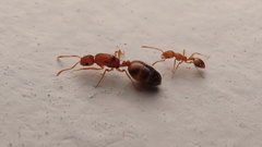 Monomorium pharaonis