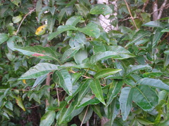 Thouinia paucidentata