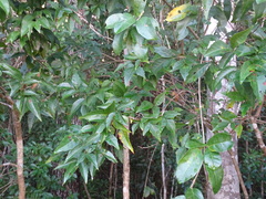 Thouinia paucidentata