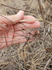 Thelesperma filifolium