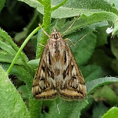 Loxostege cereralis