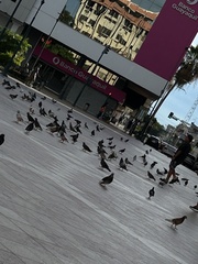Columba livia domestica