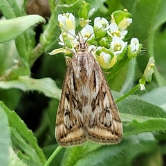 Loxostege cereralis