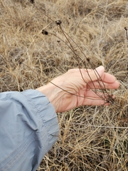 Thelesperma filifolium
