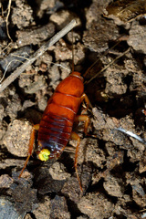 Shelfordella lateralis