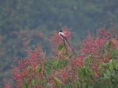 Tyrannus savana