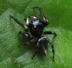 Maratus scutulatus
