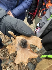 Hypercompe scribonia