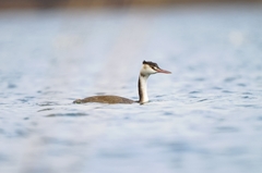 Podiceps cristatus
