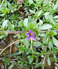 Calibrachoa parviflora