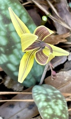 Erythronium umbilicatum