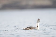 Podiceps cristatus