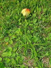Kniphofia rooperi