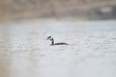 Podiceps cristatus