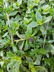 Calibrachoa parviflora