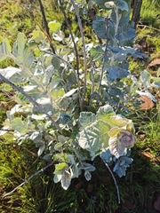 Brachylaena rotundata