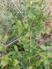 Quercus myrtifolia