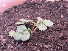 Fragaria chiloensis