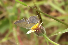 Catochrysops panormus